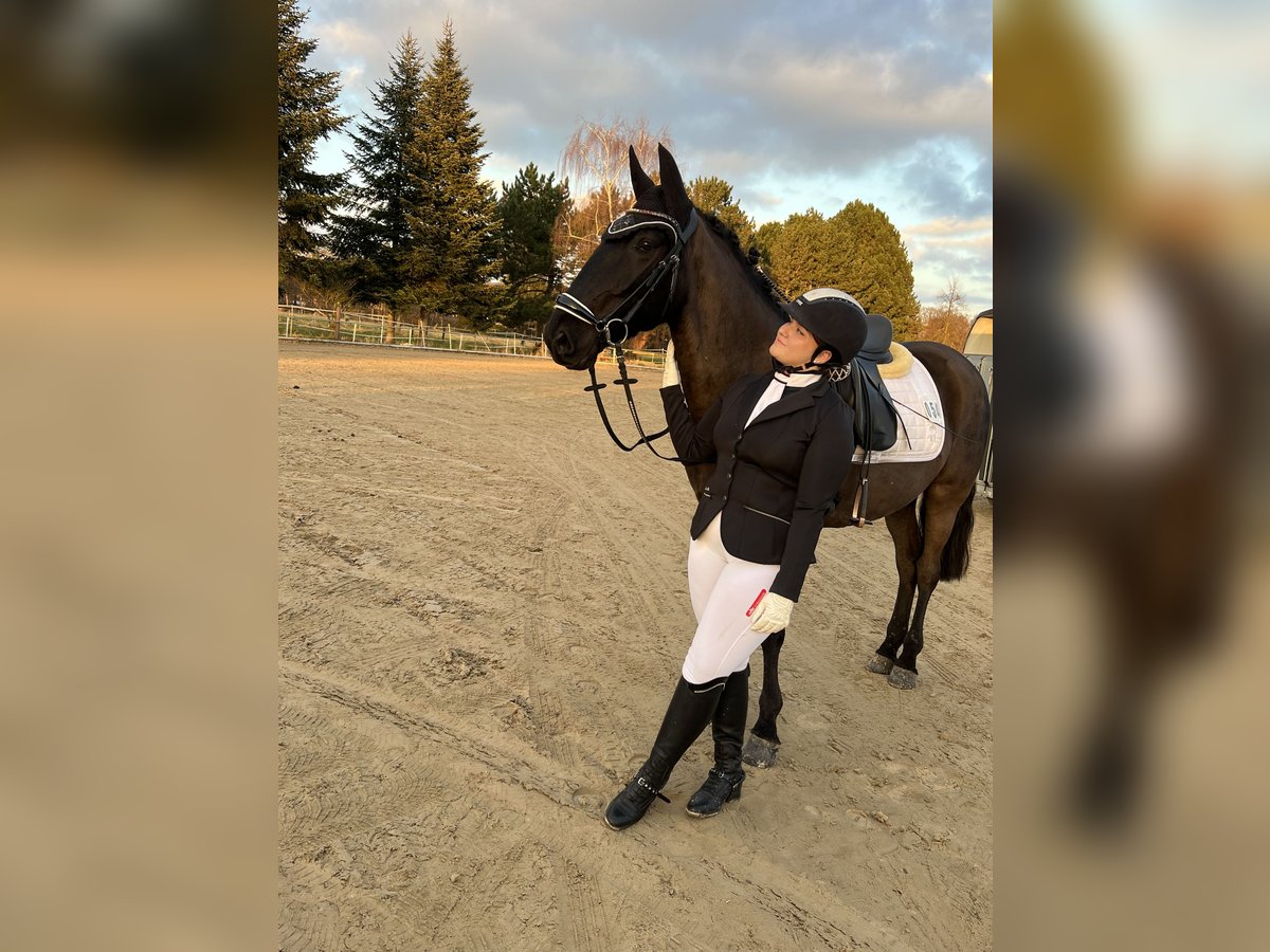 Weitere Ponys/Kleinpferde Mix Stute 9 Jahre 156 cm Rappe in Garbsen