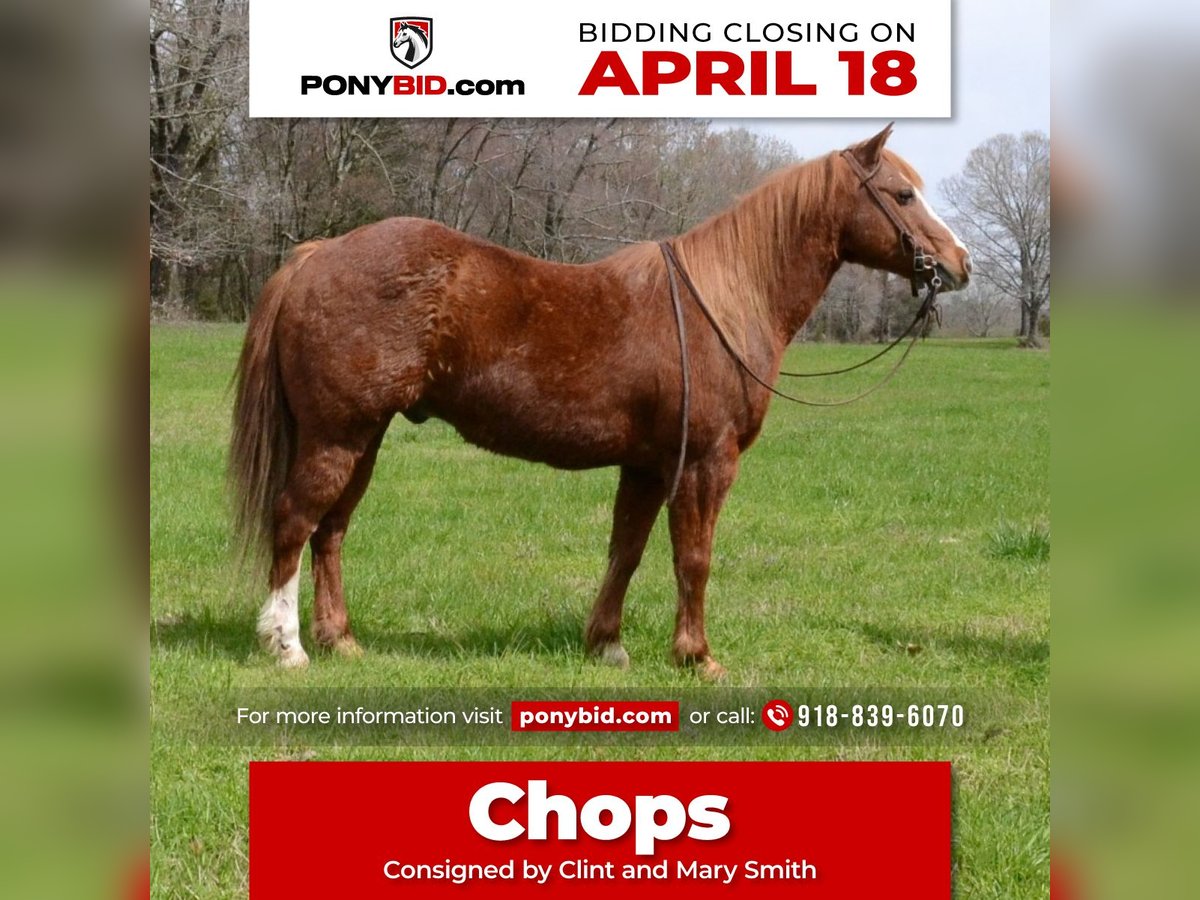 Weitere Ponys/Kleinpferde Wallach 11 Jahre 130 cm Rotfuchs in Watson, OK