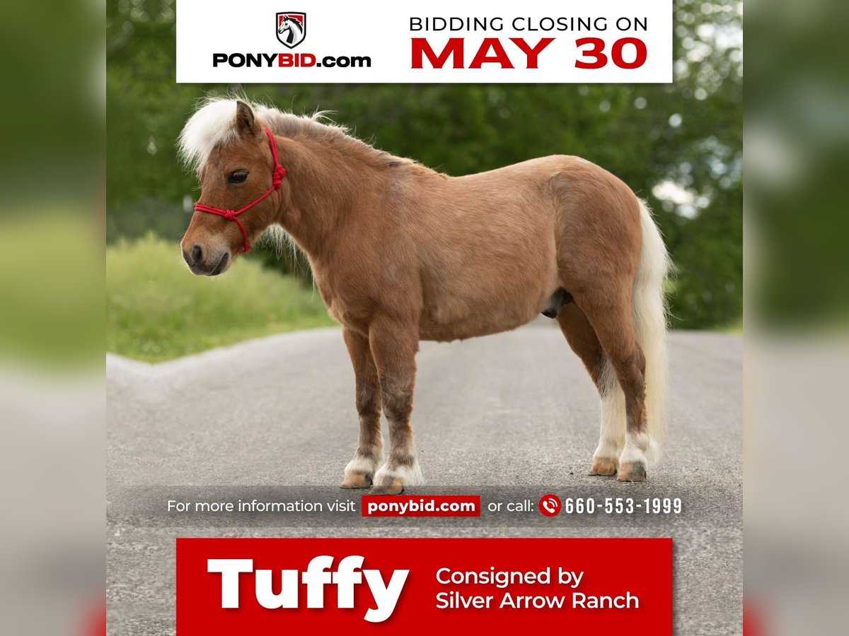 Weitere Ponys/Kleinpferde Wallach 12 Jahre 81 cm Palomino in Mount Vernon, MO