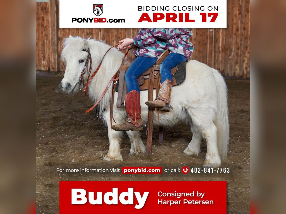 Weitere Ponys/Kleinpferde Wallach 12 Jahre 89 cm Schimmel in Valley Springs, SD