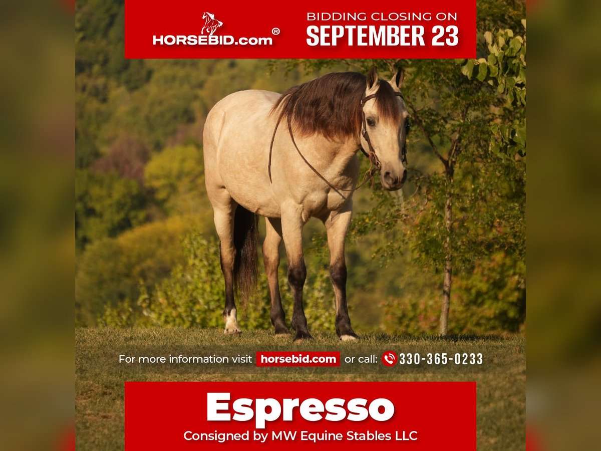 Weitere Ponys/Kleinpferde Wallach 14 Jahre 122 cm Buckskin in Fresno, OH