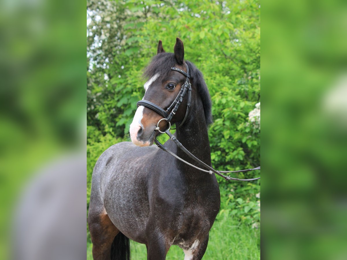 Weitere Ponys/Kleinpferde Wallach 14 Jahre 130 cm Braunfalbschimmel in Neckartailfingen