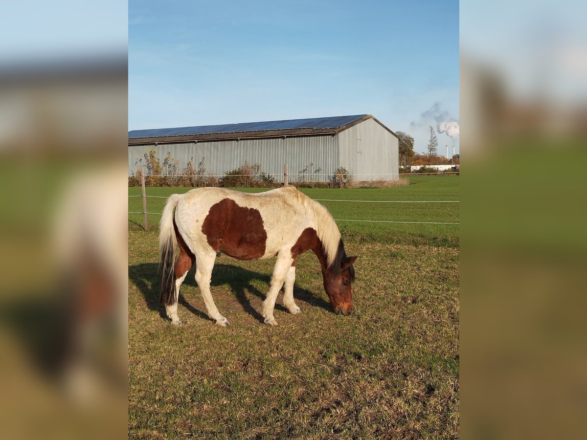 Weitere Ponys/Kleinpferde Mix Wallach 14 Jahre 134 Cm Schecke In Merzenich