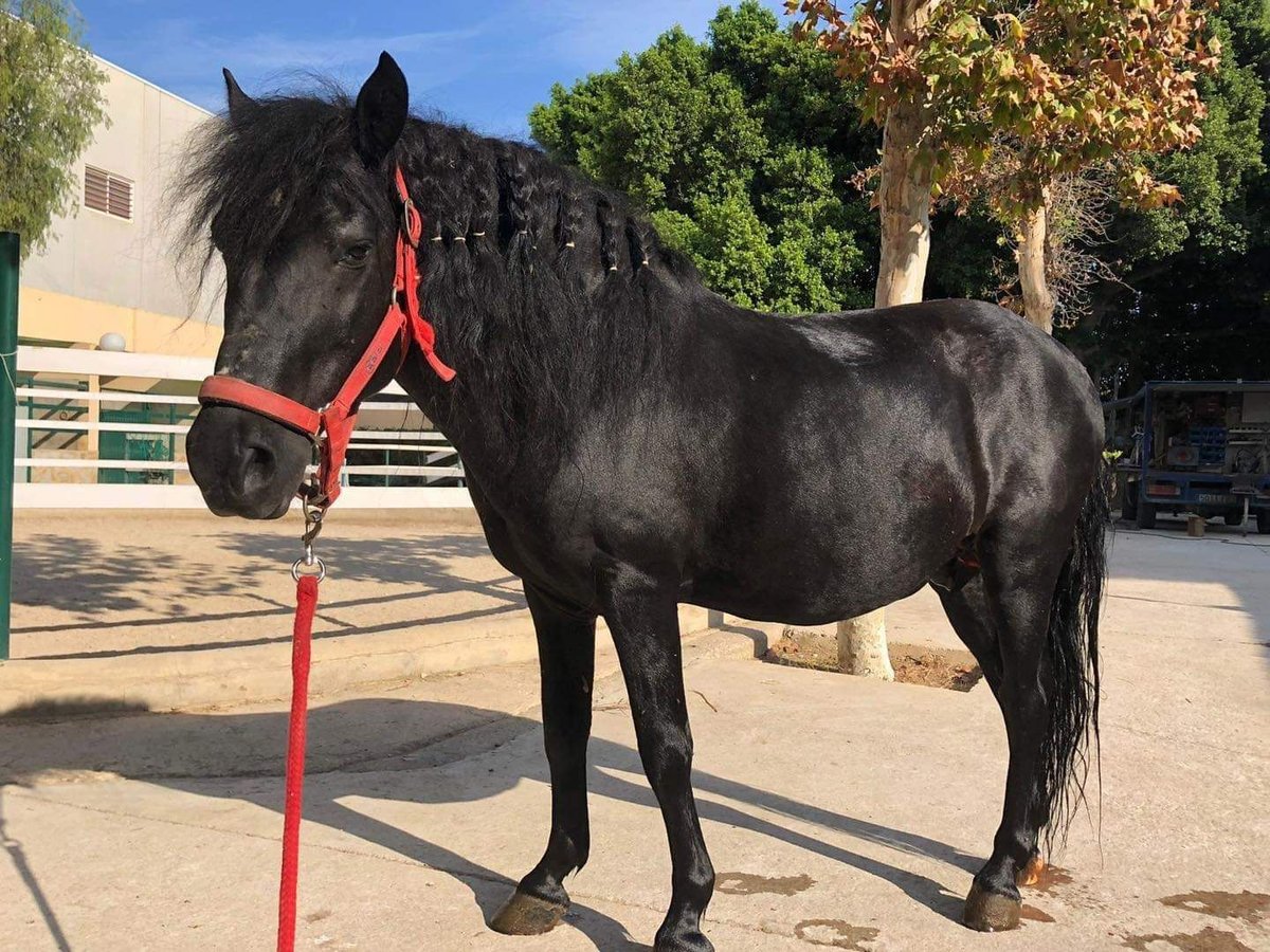 Weitere Ponys/Kleinpferde Mix Wallach 17 Jahre 125 cm Rappe in Xixona/Jijona