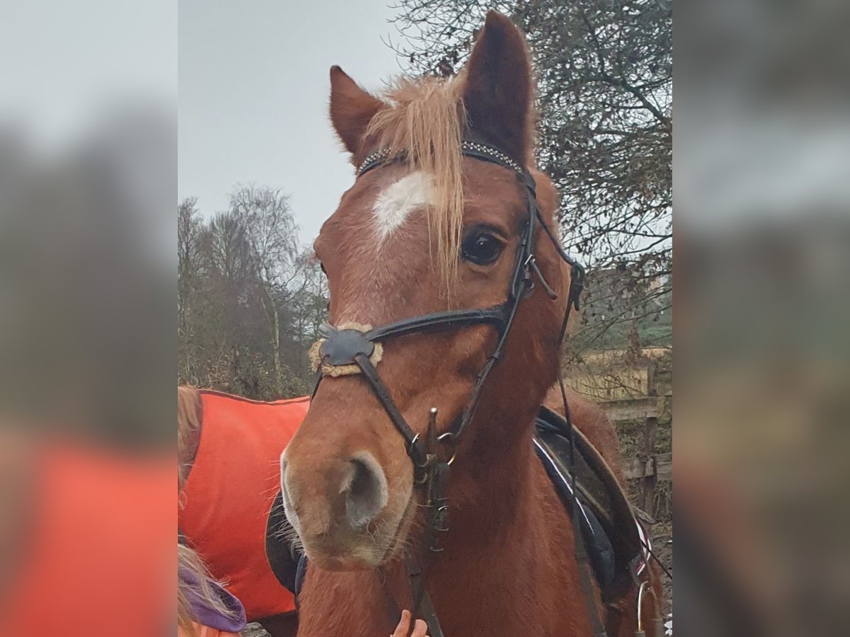 Weitere Ponys/Kleinpferde Mix Wallach 20 Jahre 141 cm Fuchs in Timmendorfer Strand