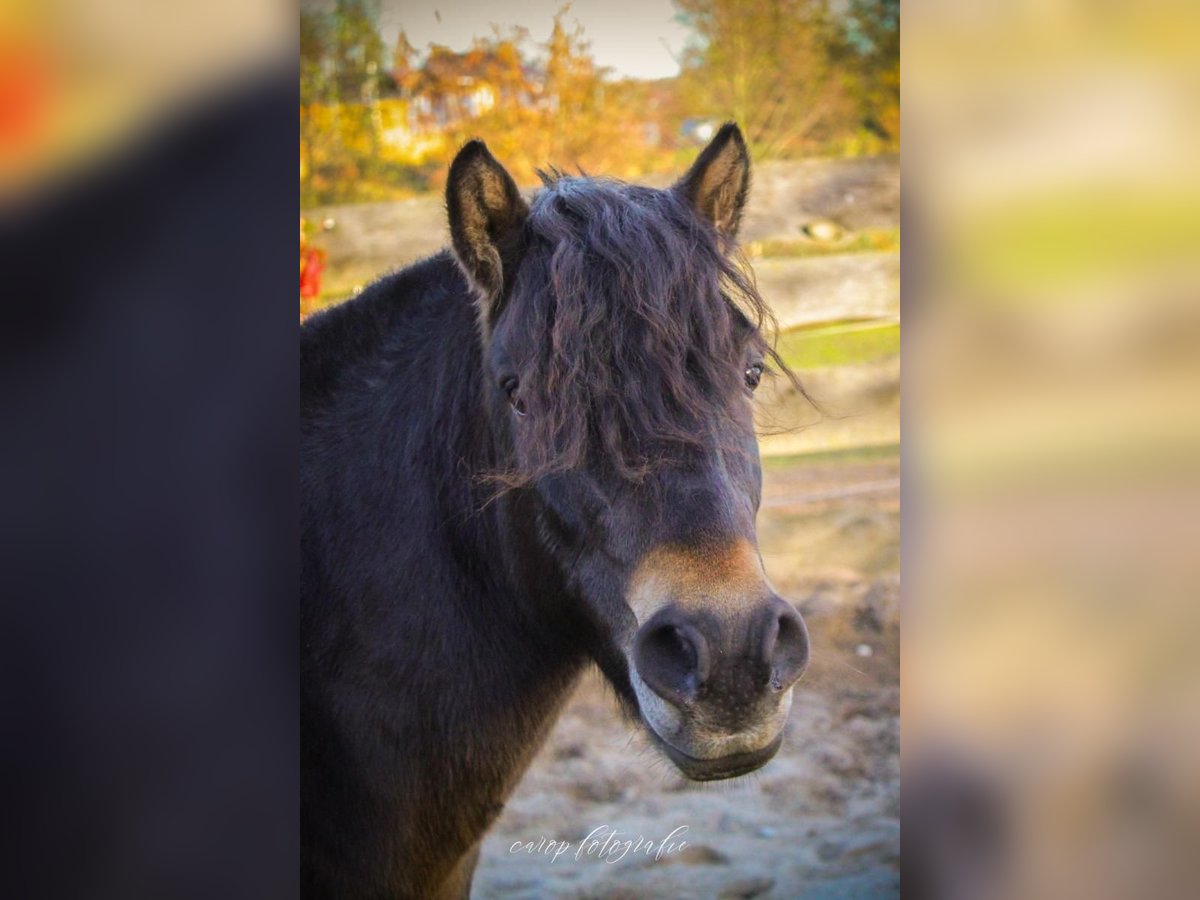 Weitere Ponys/Kleinpferde Wallach 3 Jahre 120 cm Dunkelbrauner in Mescherin