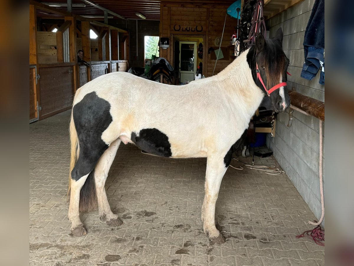 Weitere Ponys/Kleinpferde Wallach 3 Jahre 135 cm Schecke in Daleiden