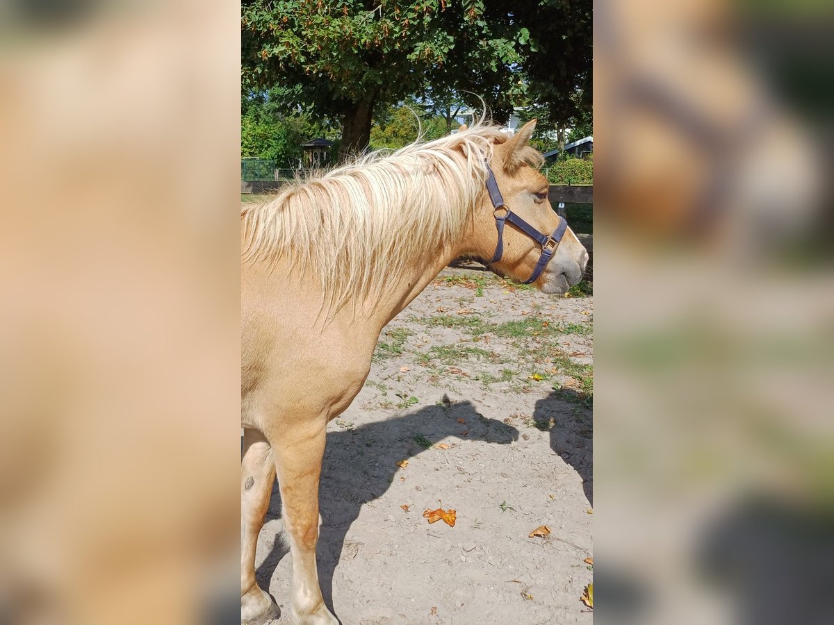 Weitere Ponys/Kleinpferde Mix Wallach 4 Jahre 143 cm Fuchs in Zeewolde