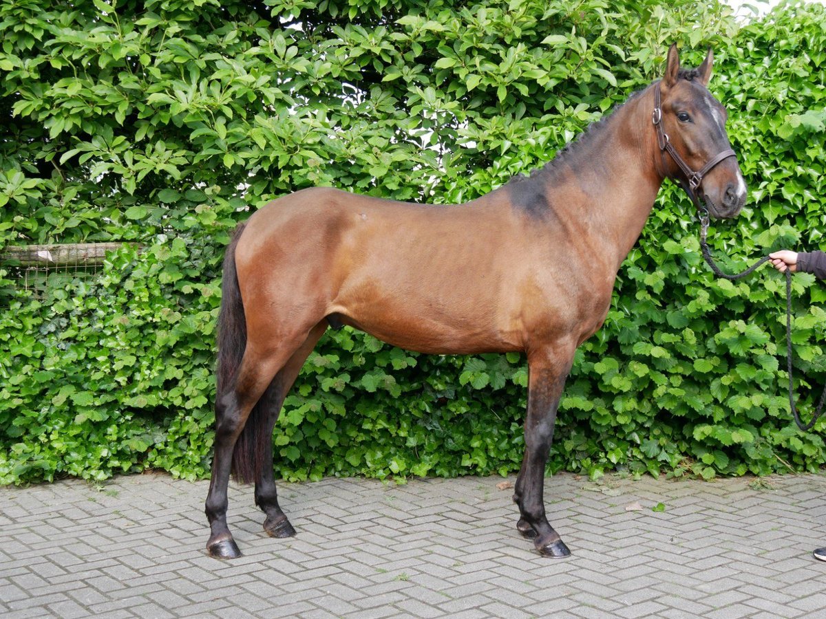 Weitere Ponys/Kleinpferde Wallach 4 Jahre 146 cm in Dorsten
