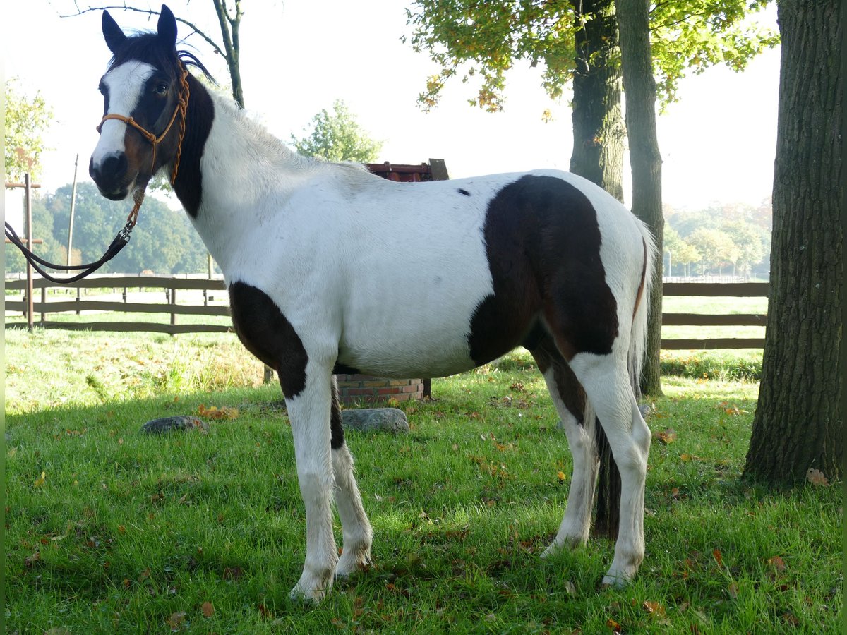 Weitere Ponys/Kleinpferde Wallach 5 Jahre 147 cm Schecke in Lathen