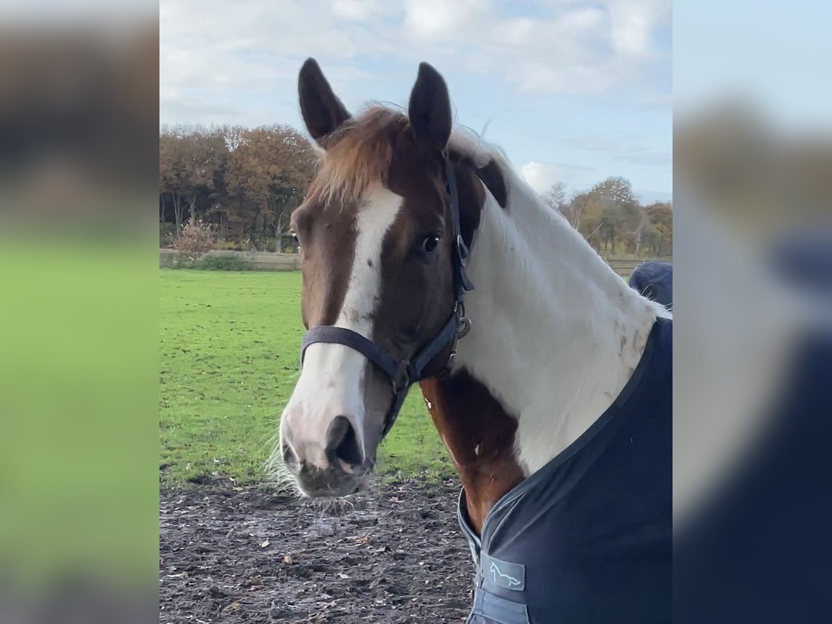 Weitere Ponys/Kleinpferde Wallach 6 Jahre 147 cm Schecke in Cloppenburg