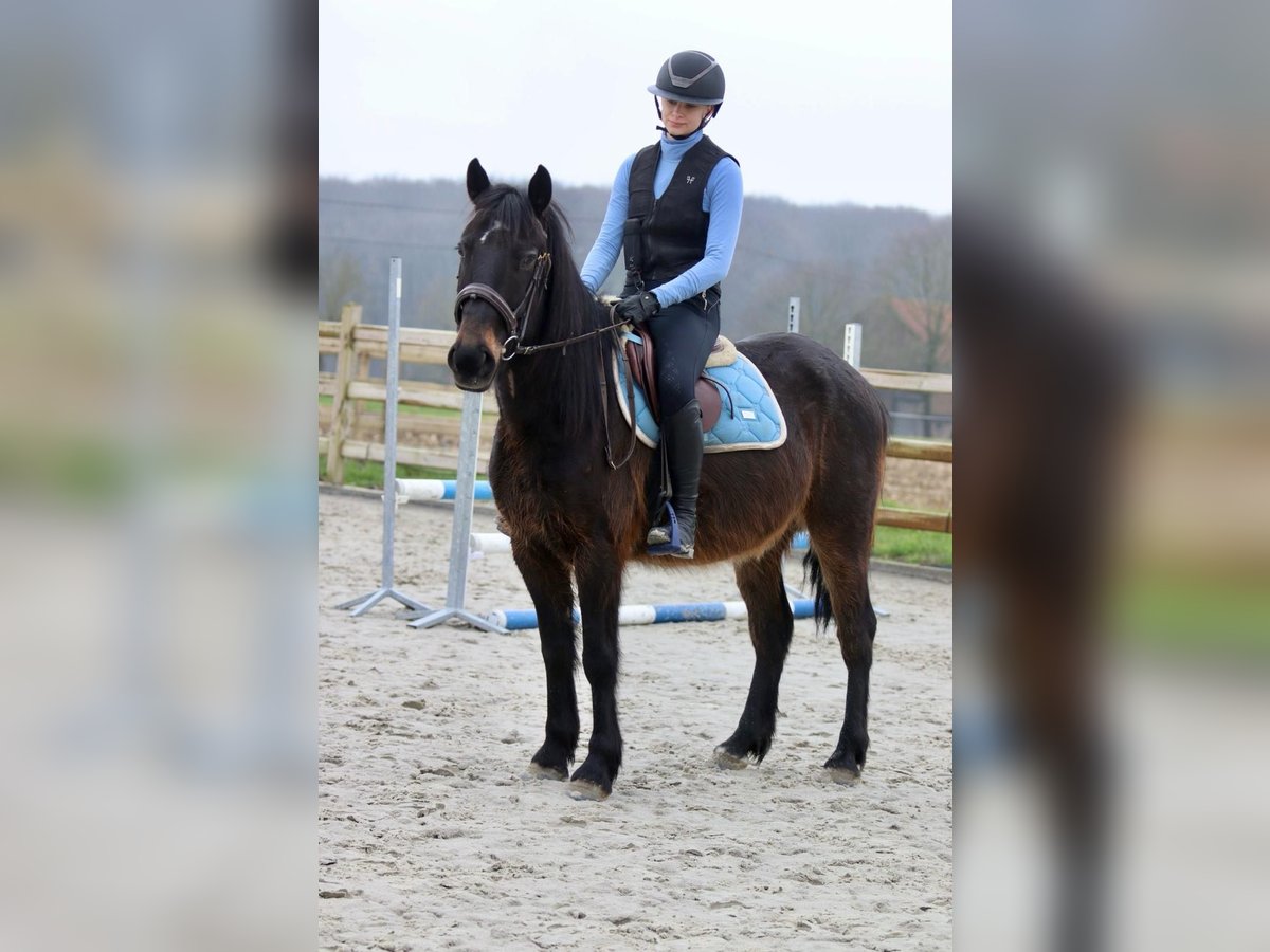 Weitere Ponys/Kleinpferde Wallach 6 Jahre 151 cm Brauner in Bogaarden