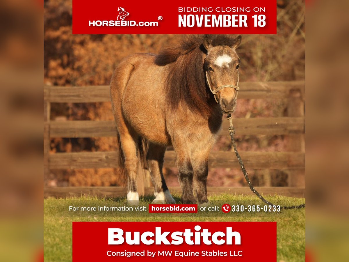 Weitere Ponys/Kleinpferde Wallach 6 Jahre Buckskin in Fresno, OH