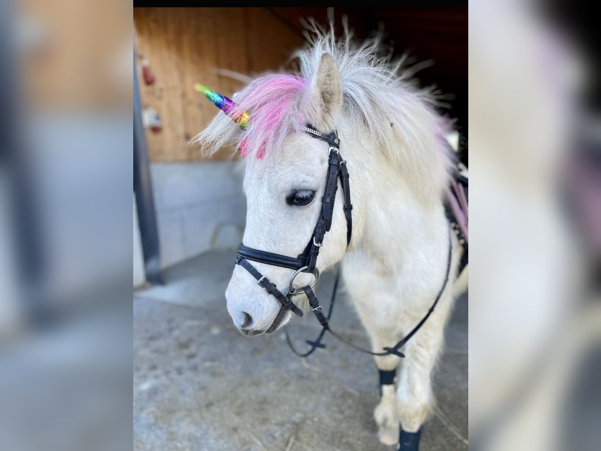 Weitere Ponys/Kleinpferde Wallach 7 Jahre 105 cm Schimmel in Pelmberg