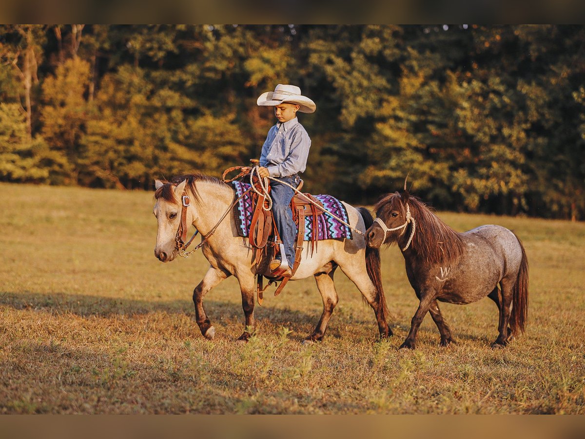 Weitere Ponys/Kleinpferde Wallach 8 Jahre 102 cm Buckskin in Lyles, TN