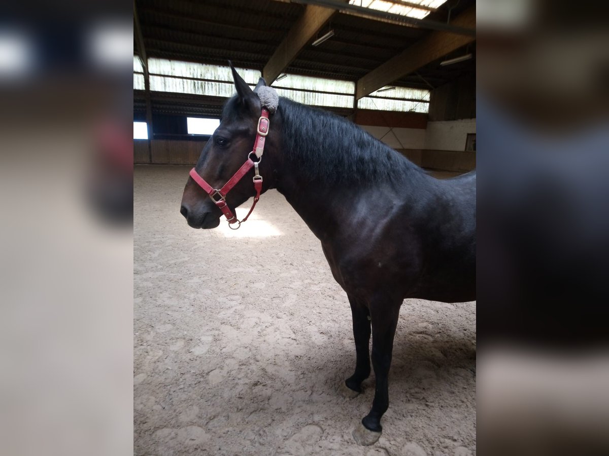 Weitere Ponys/Kleinpferde Wallach 8 Jahre 150 cm Dunkelbrauner in Bretzfeld