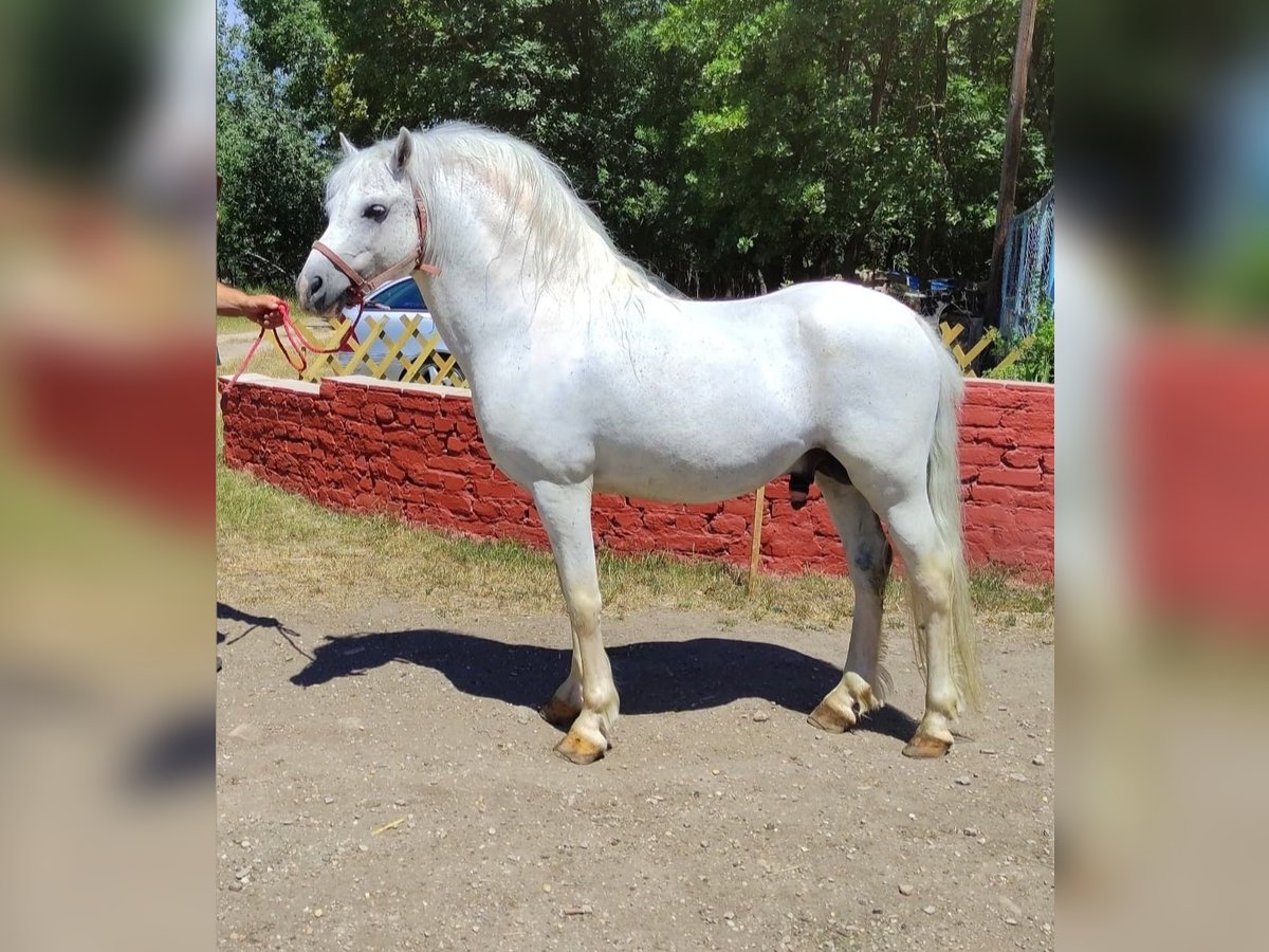 Weitere Ponys/Kleinpferde Mix Hengst 10 Jahre 142 cm Schimmel in Kecskem&#xE9;t
