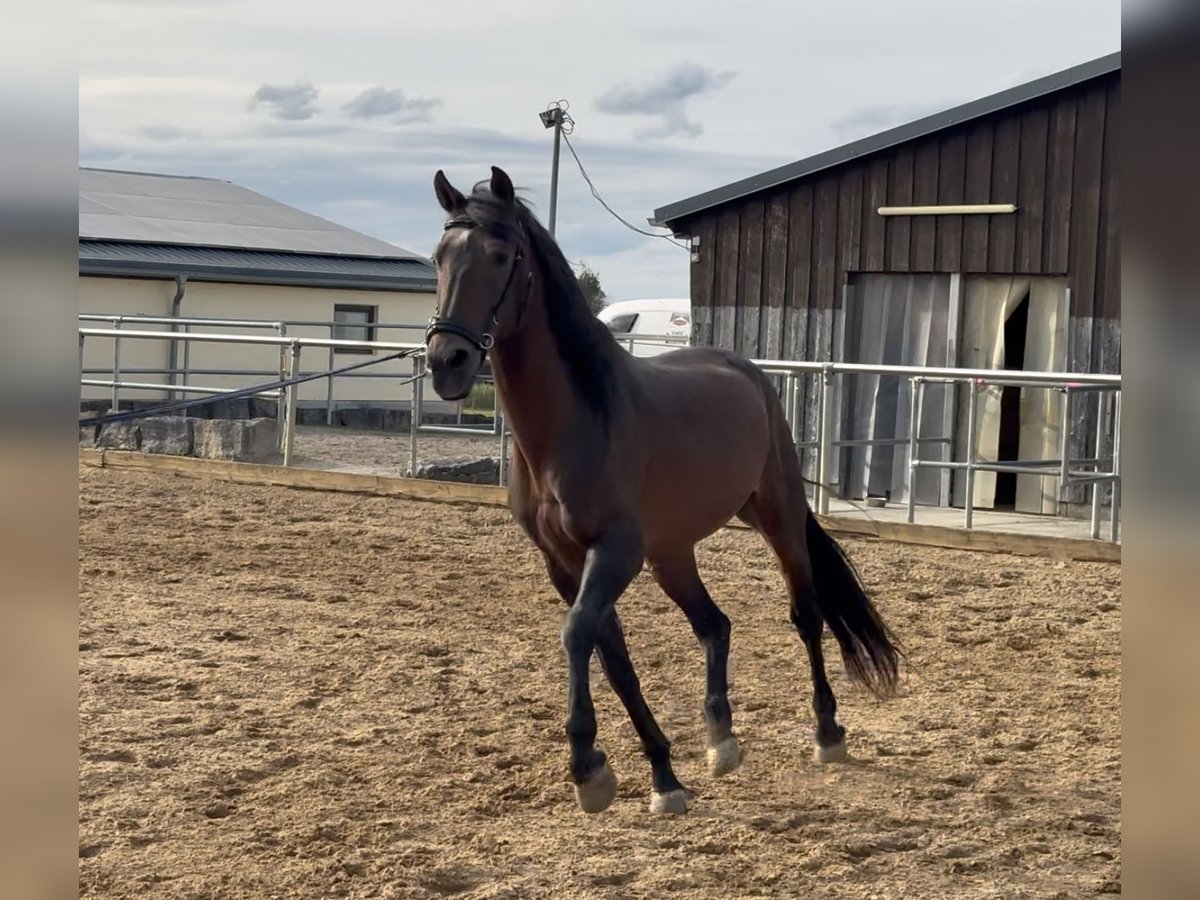 Weitere Ponys/Kleinpferde Hengst 15 Jahre 148 cm Brauner in D&#xFC;rnau