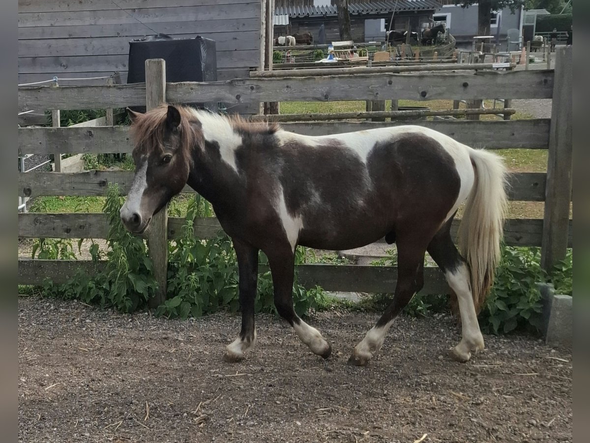 Weitere Ponys/Kleinpferde Hengst 1 Jahr 120 cm Schecke in Ledenitzen