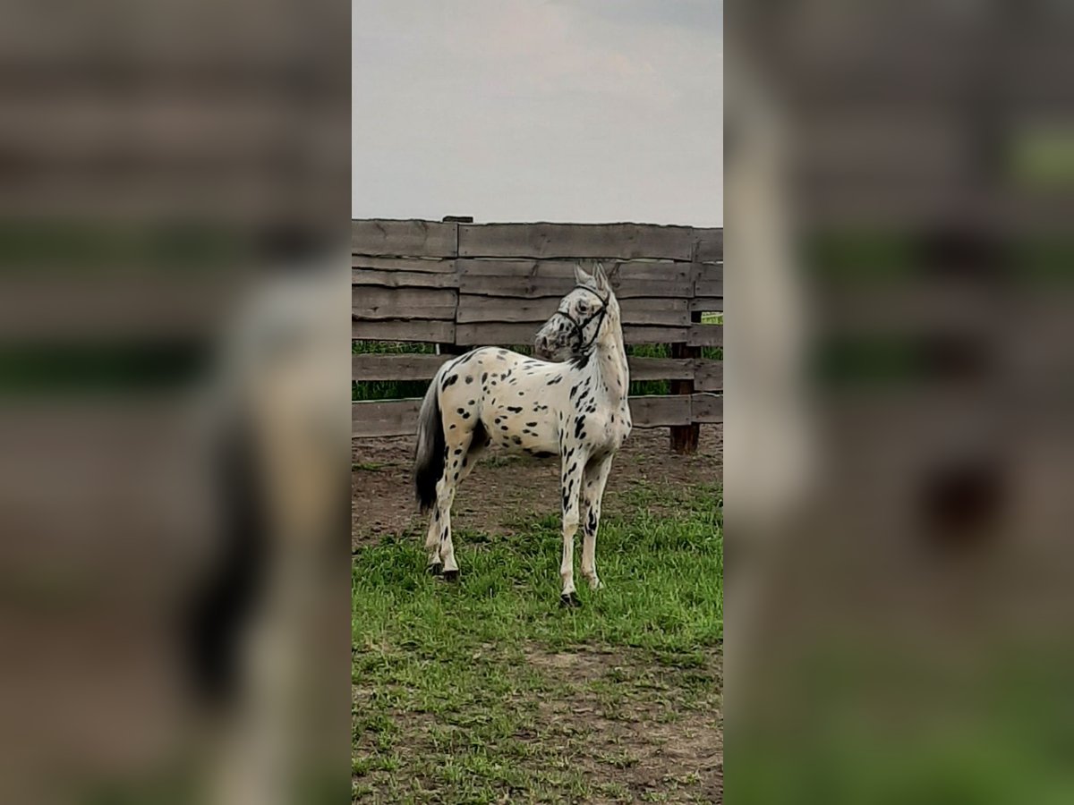 Weitere Ponys/Kleinpferde Mix Hengst 1 Jahr 120 cm Tigerschecke in Pobolowice