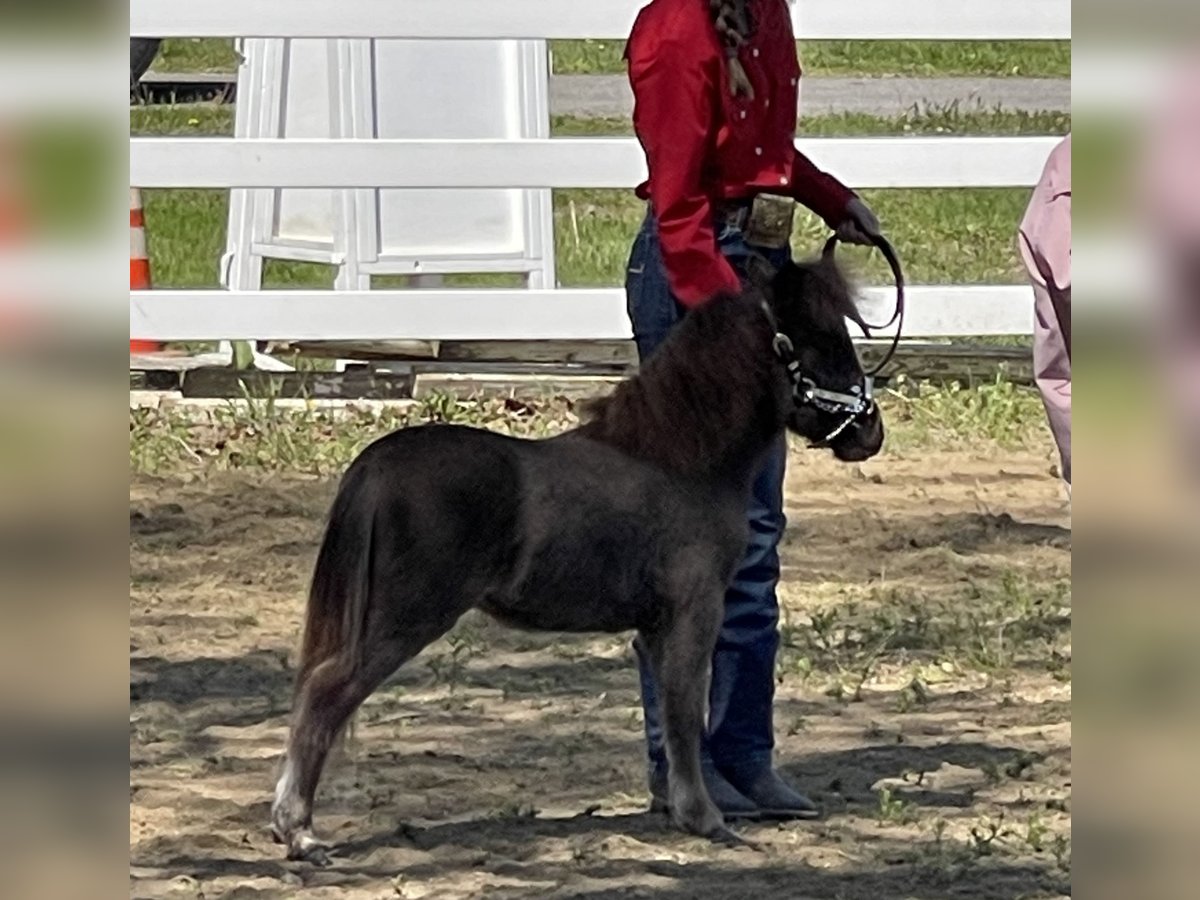 Weitere Ponys/Kleinpferde Hengst 1 Jahr Rappe in East Rochester Weitere Ponys/Kleinpferde Hengst 1 Jahr Rappe in East Rochester