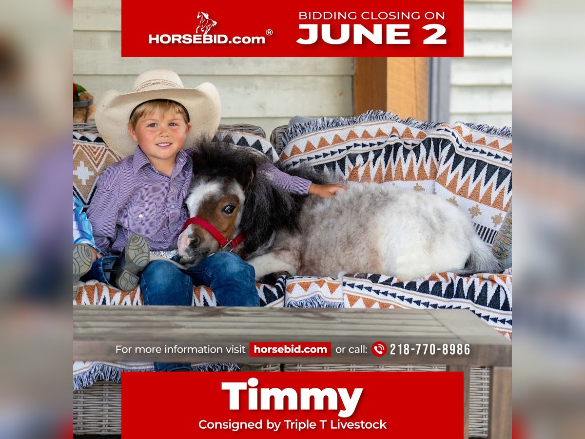 Weitere Ponys/Kleinpferde Hengst 2 Jahre 60 cm Roan-Bay in Jamesport, MO