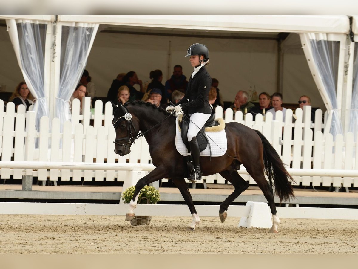Weitere Ponys/Kleinpferde Hengst 3 Jahre 142 cm Dunkelbrauner in M&#xFC;nster