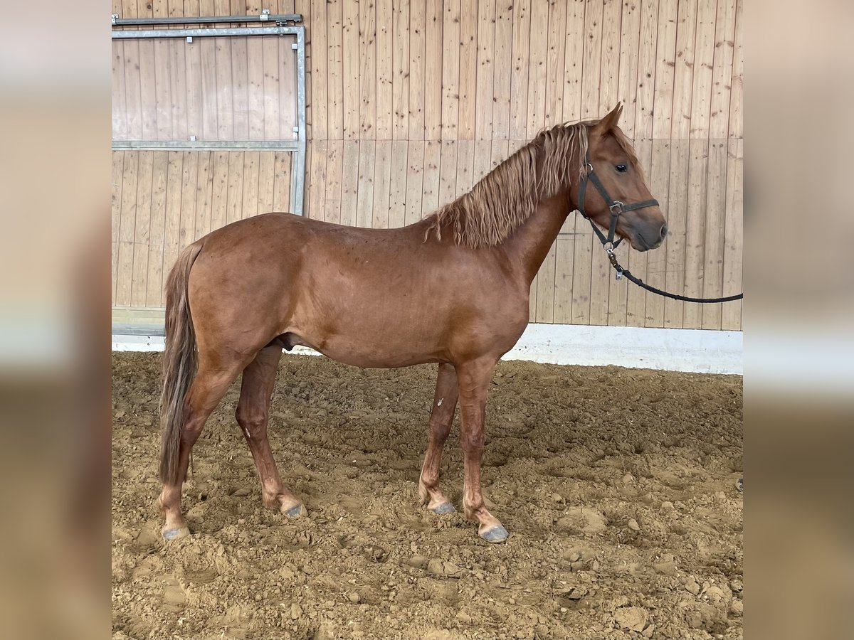 Weitere Ponys/Kleinpferde Hengst 3 Jahre 144 cm Fuchs in Verl