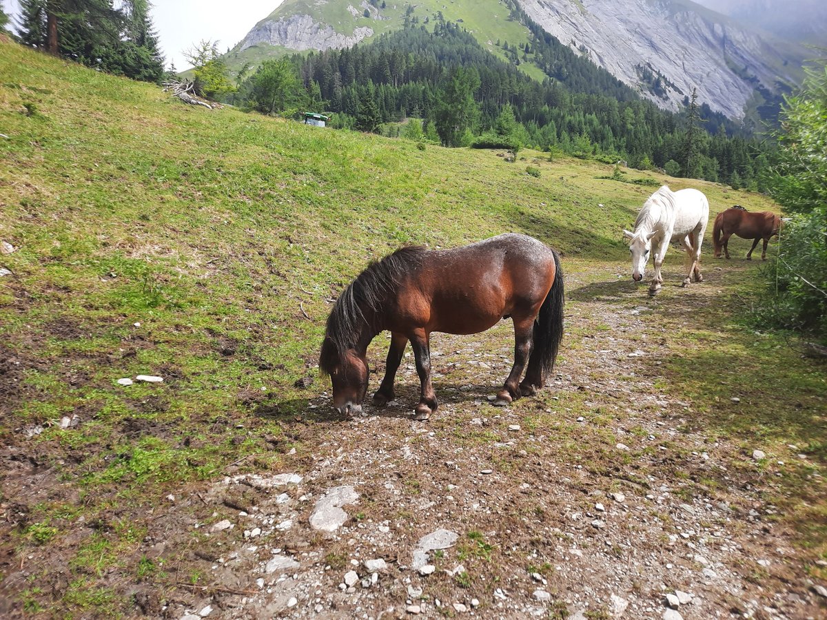 Weitere Ponys/Kleinpferde Mix Hengst 5 Jahre 100 cm Dunkelbrauner in Kals am Großglockner Weitere Ponys/Kleinpferde Mix Hengst 5 Jahre 100 cm Dunkelbrauner in Kals am Großglockner