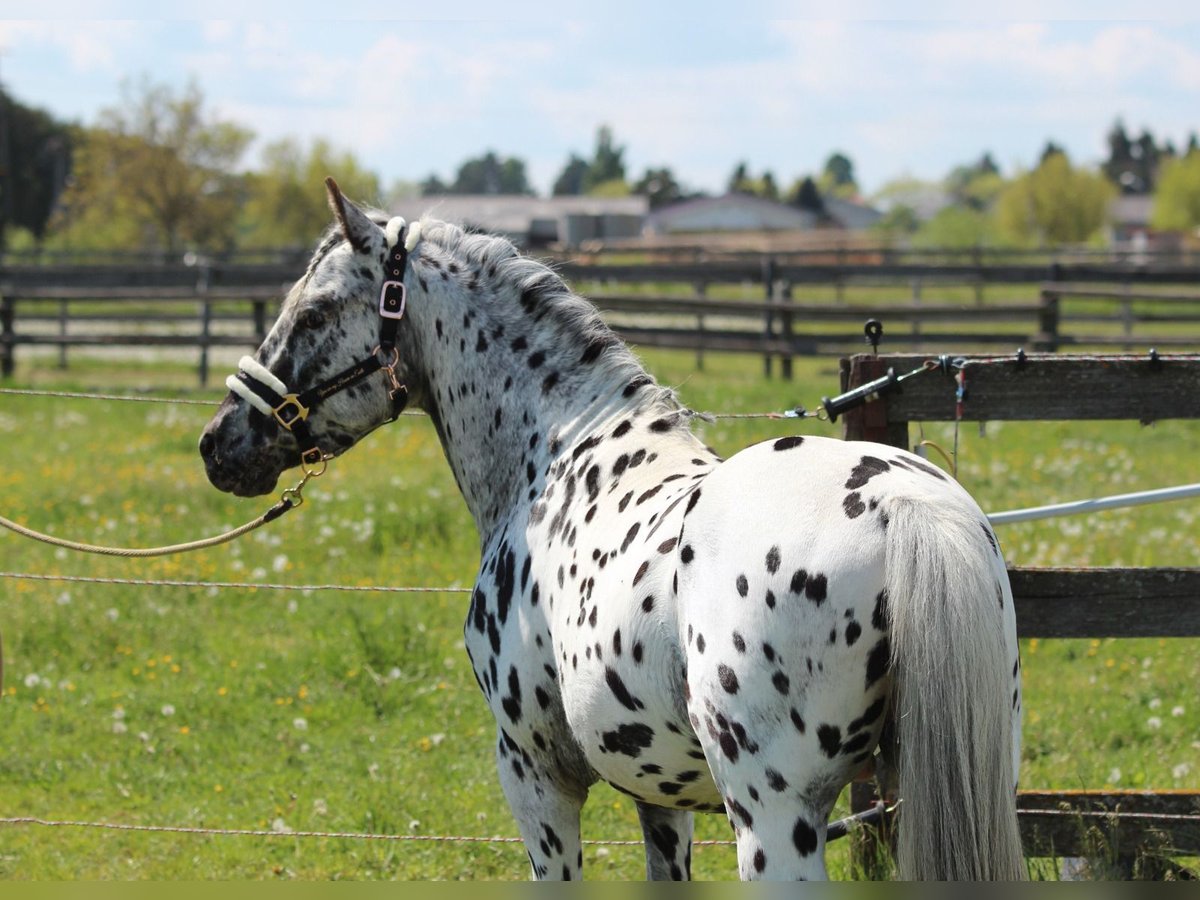 Weitere Ponys/Kleinpferde Hengst 5 Jahre 140 cm Tigerschecke in Rechnitz