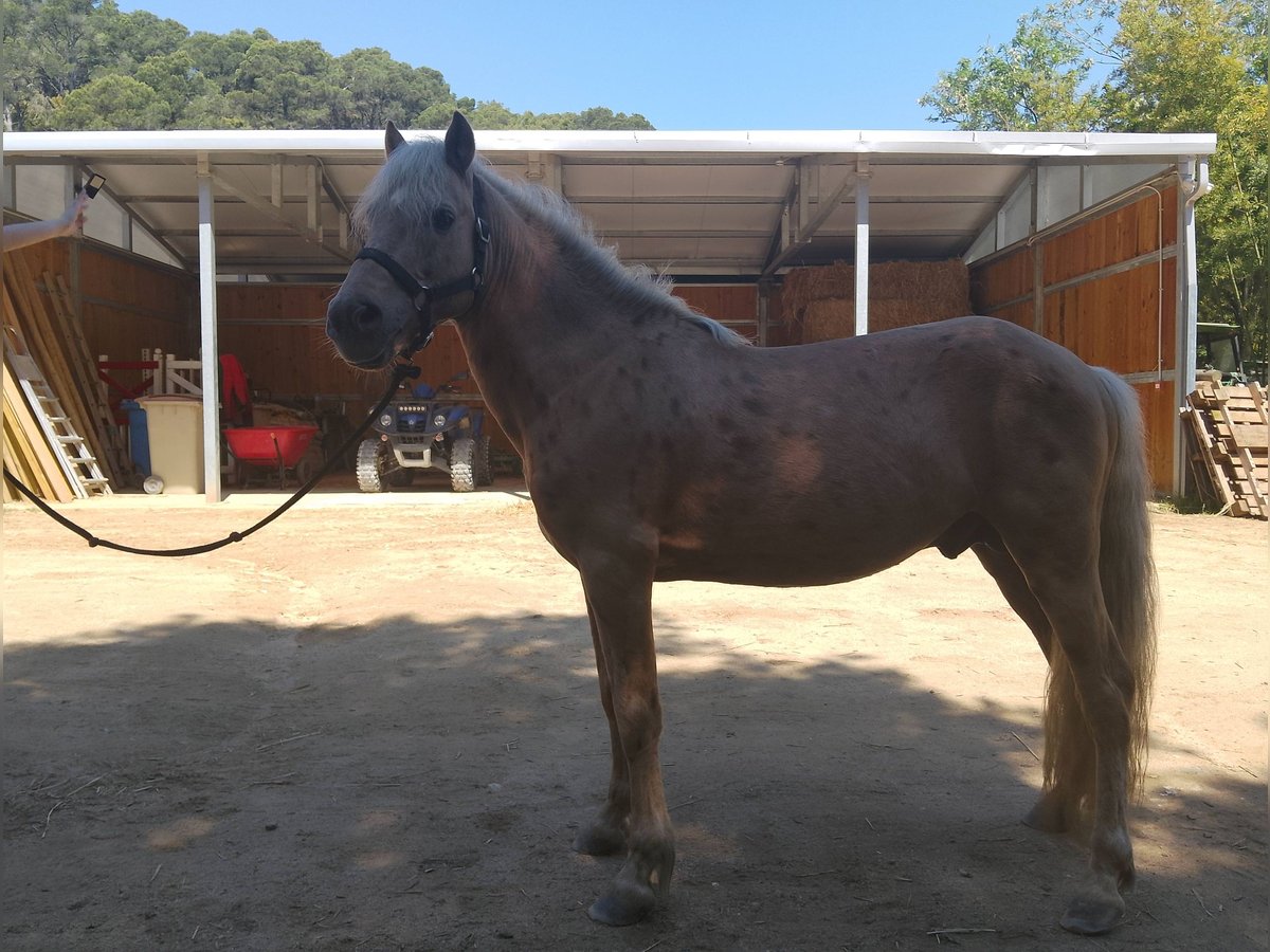 Weitere Ponys/Kleinpferde Mix Hengst 6 Jahre 140 cm Palomino in Santa Susanna