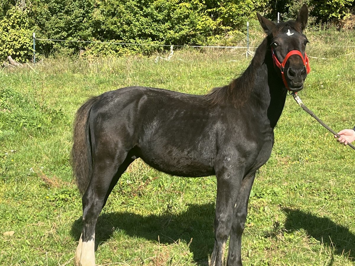 Weitere Ponys/Kleinpferde Hengst Fohlen (03/2025) 125 cm Rappe in Ursensollen