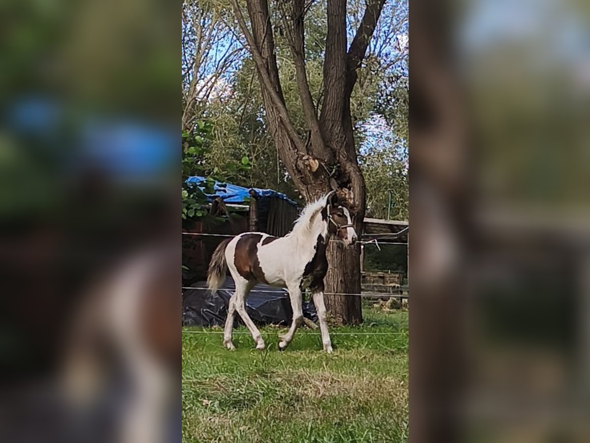 Weitere Ponys/Kleinpferde Mix Hengst Fohlen (04/2025) 145 cm Schecke in Neu Kali&#xDF;