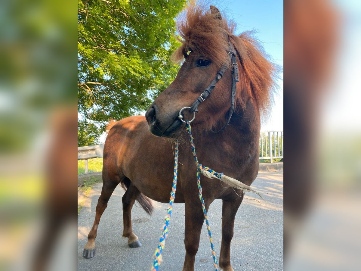 Weitere Ponys/Kleinpferde Stute 10 Jahre 100 cm Dunkelbrauner in Emden