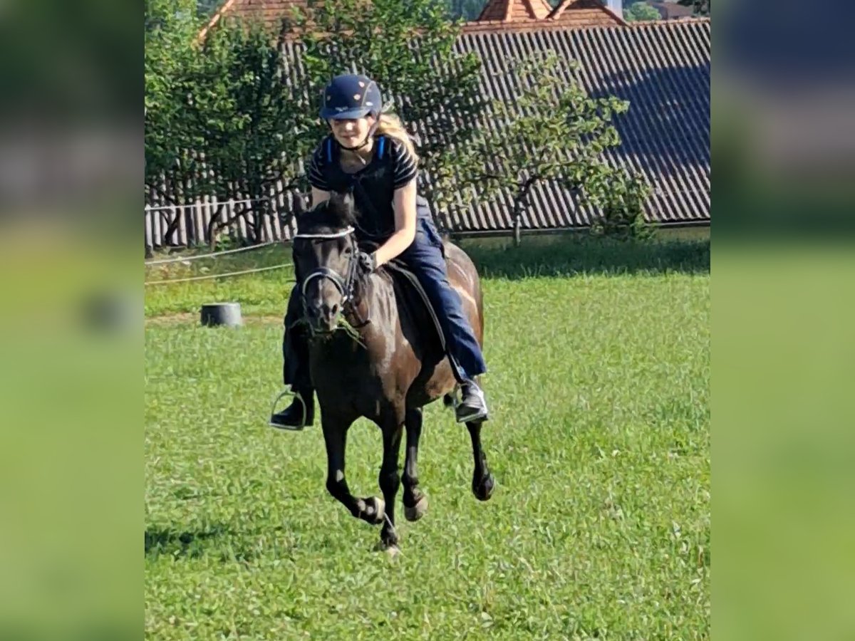Weitere Ponys/Kleinpferde Stute 10 Jahre 118 cm Rappe in Weistrach