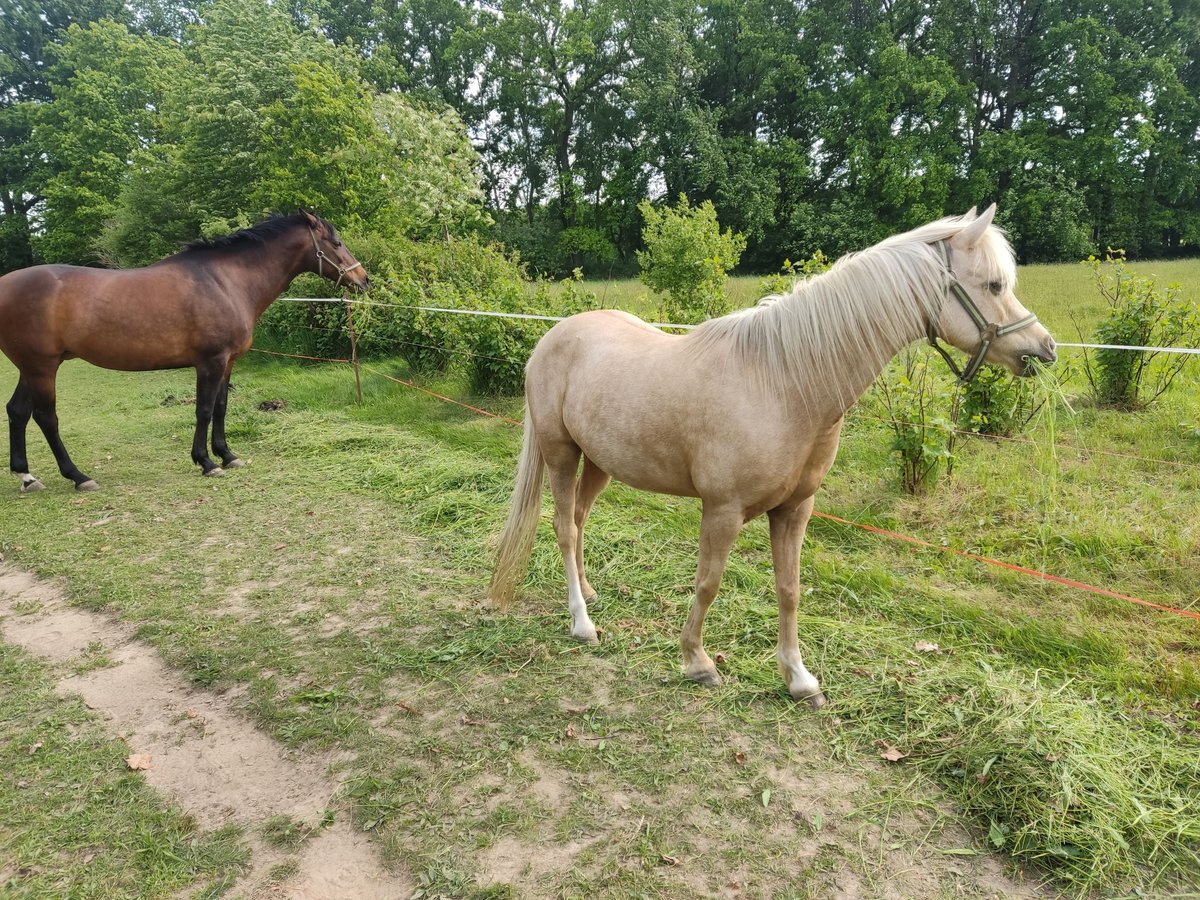 Weitere Ponys/Kleinpferde Stute 10 Jahre 127 cm in Kubschütz Weitere Ponys/Kleinpferde Stute 10 Jahre 127 cm in Kubschütz