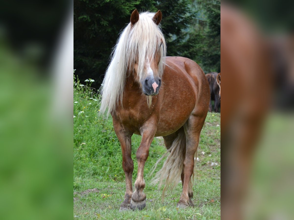 Weitere Ponys/Kleinpferde Mix Stute 10 Jahre 135 cm Fuchs in St. Koloman