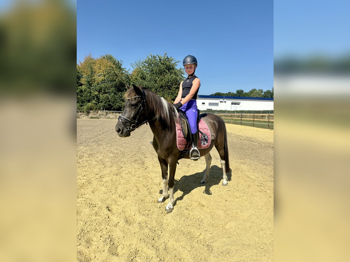 Weitere Ponys/Kleinpferde Stute 10 Jahre 136 cm Schecke in Schermbeck