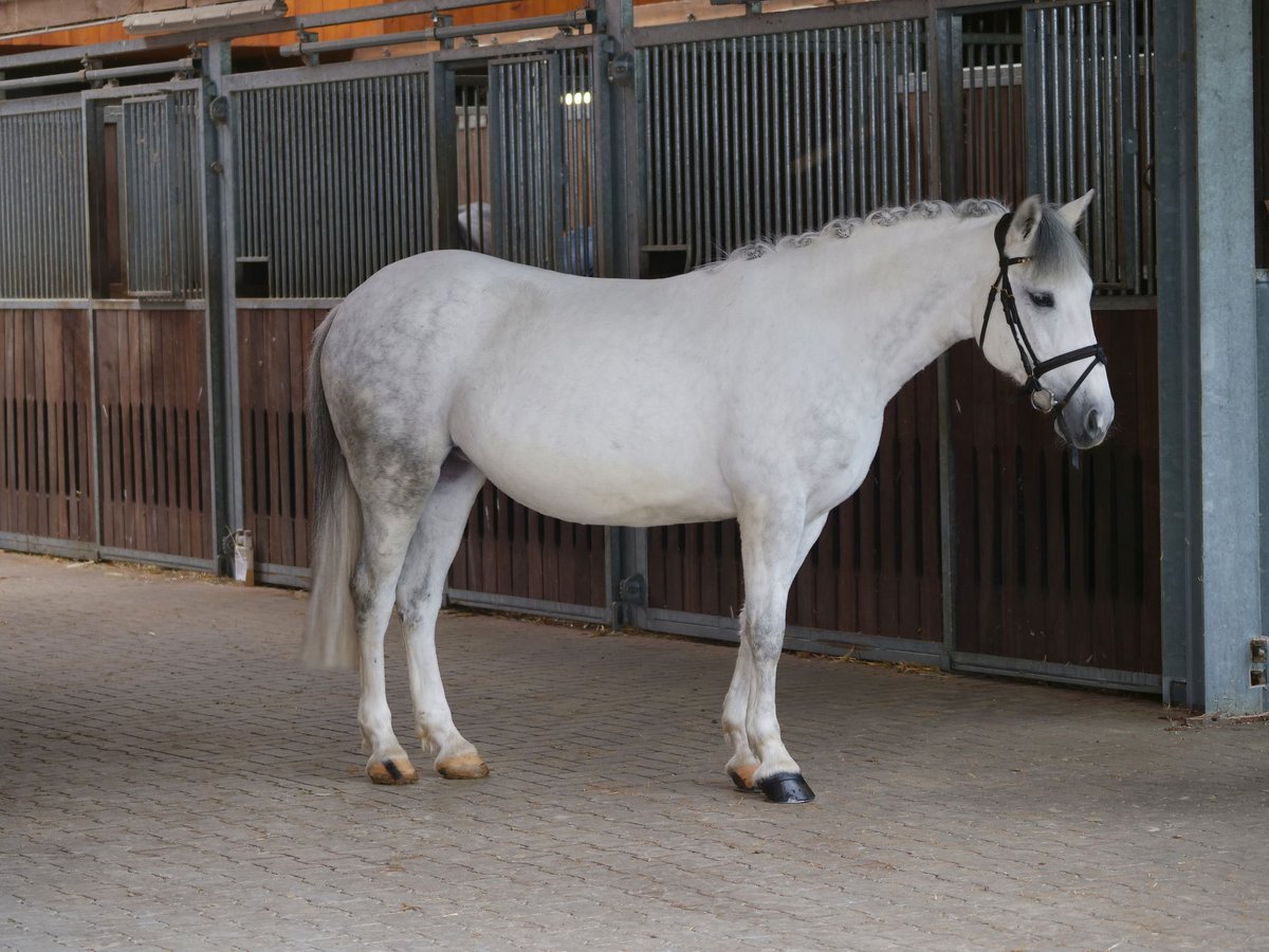 Weitere Ponys/Kleinpferde, Stute in Ankum