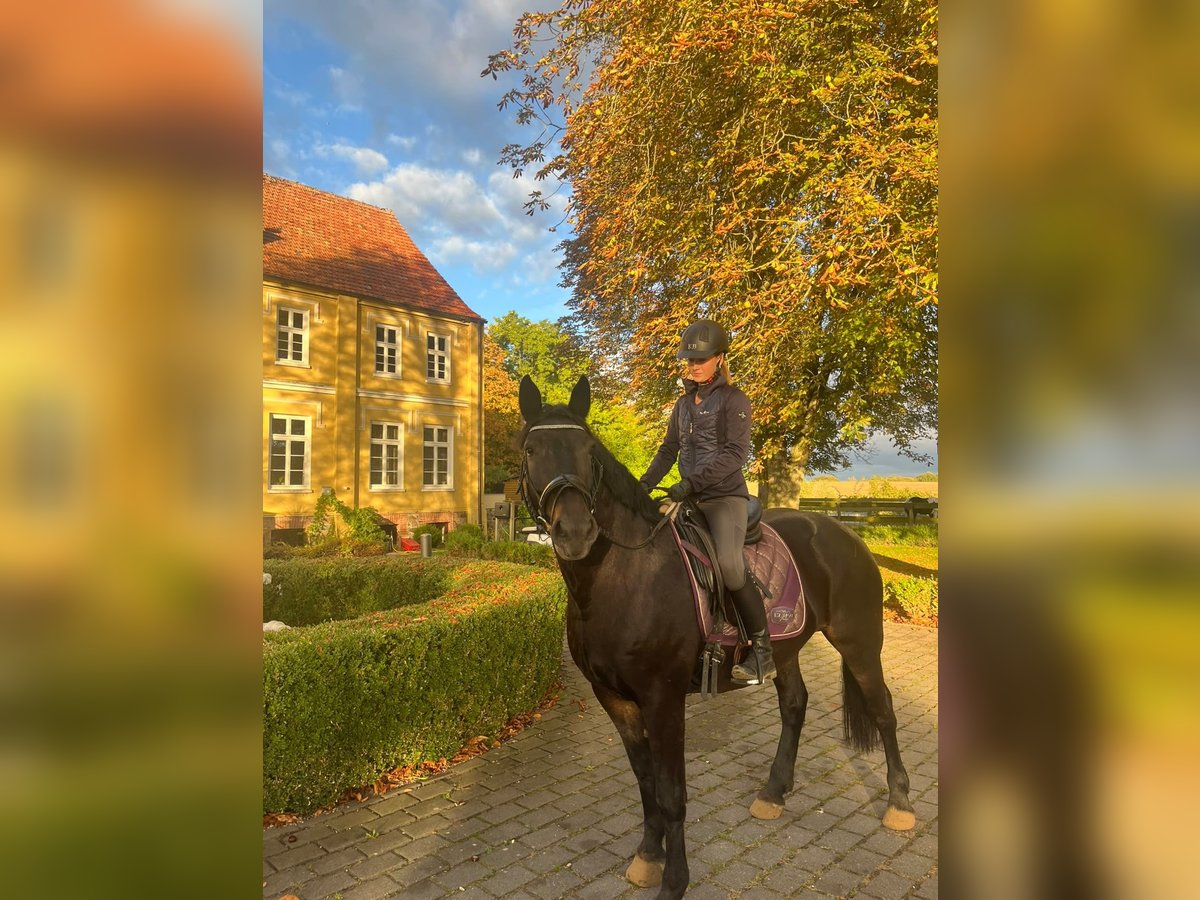 Weitere Ponys/Kleinpferde, Stute in Neugaarz