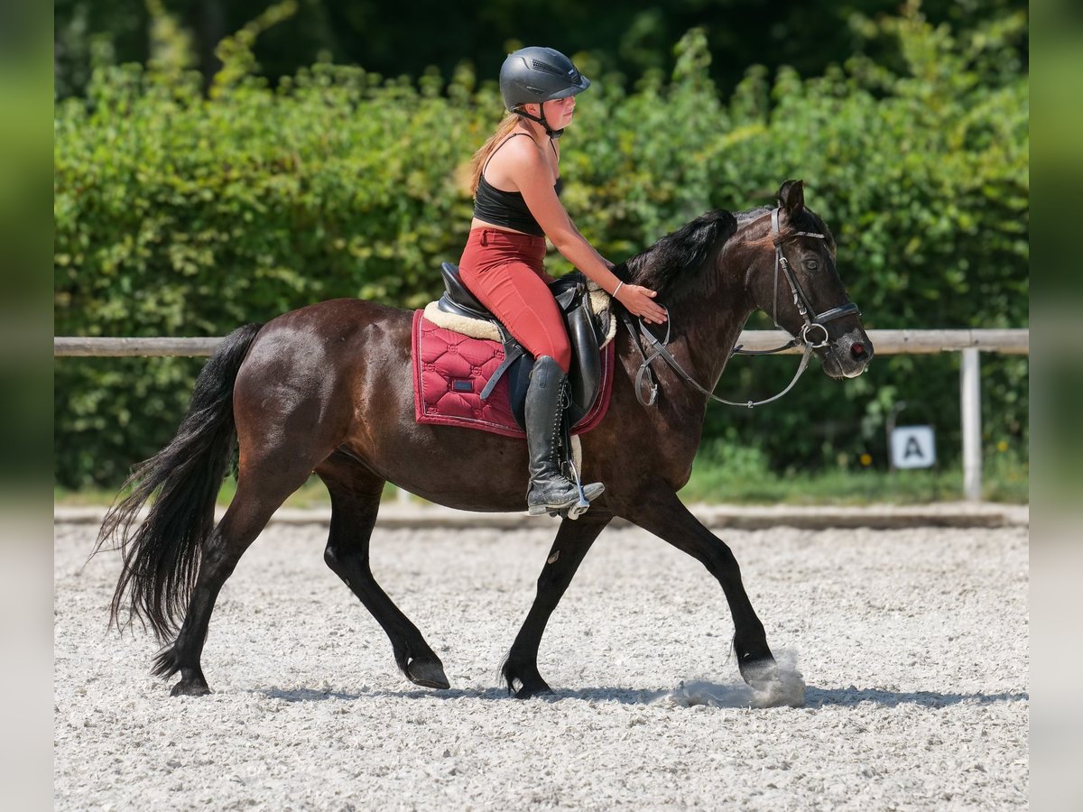 Weitere Ponys/Kleinpferde Stute 11 Jahre 135 cm Rappe in Neustadt (Wied)