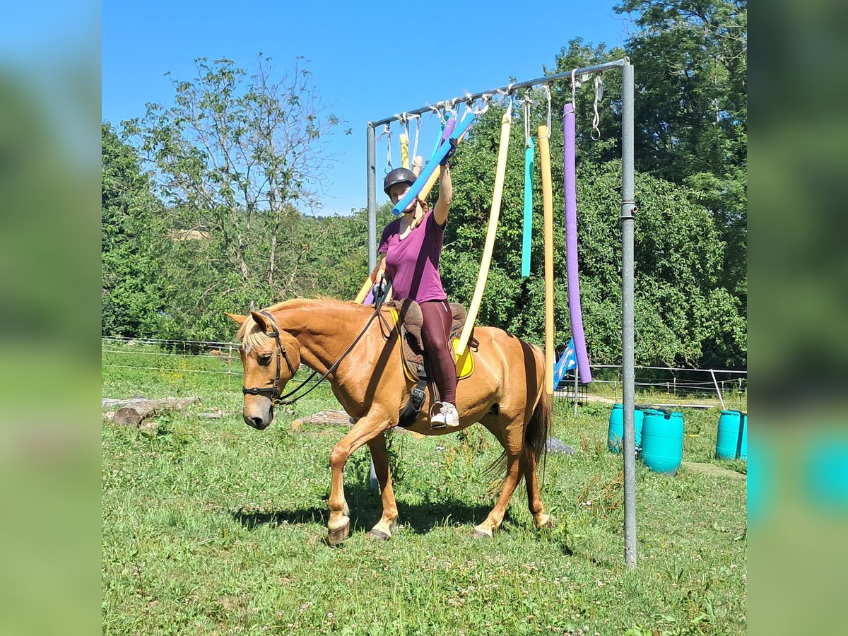 Weitere Ponys/Kleinpferde Stute 11 Jahre 145 cm Fuchs in Bayerbach