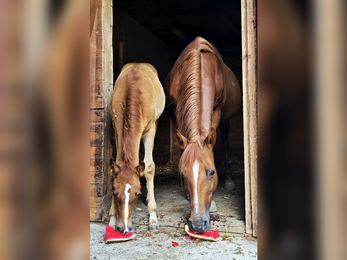 Weitere Ponys/Kleinpferde Mix Stute 11 Jahre 148 cm Fuchs in Wilhelmsburg