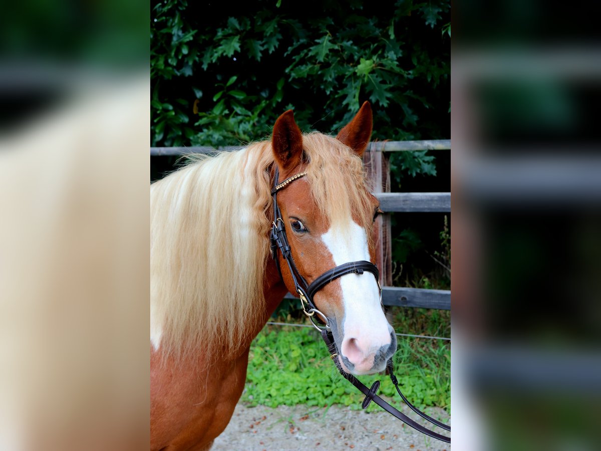 Weitere Ponys/Kleinpferde Stute 12 Jahre 130 cm Schecke in Meppen