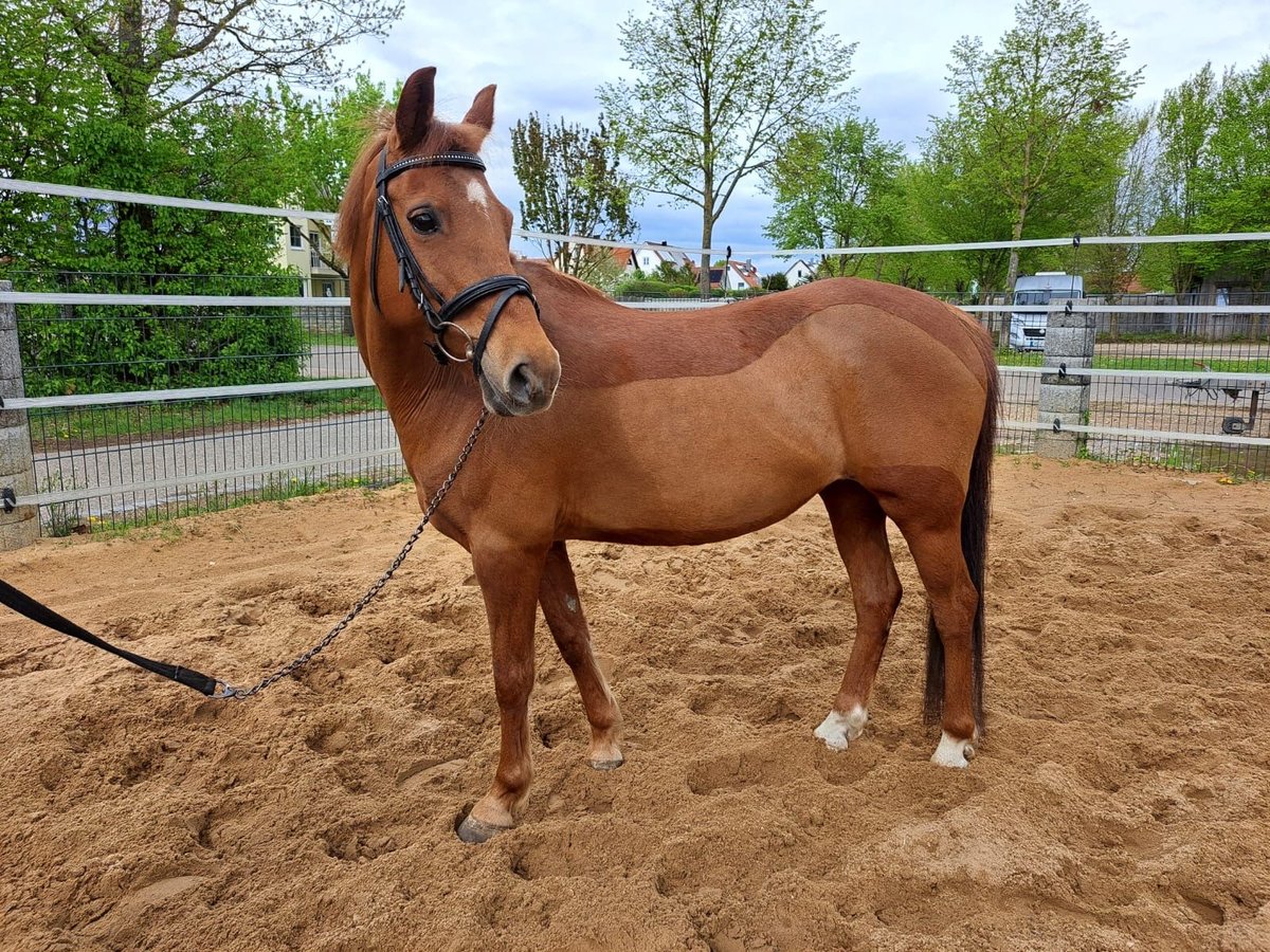 Weitere Ponys/Kleinpferde Stute 12 Jahre 138 cm Fuchs in N&#xF6;rdlingen