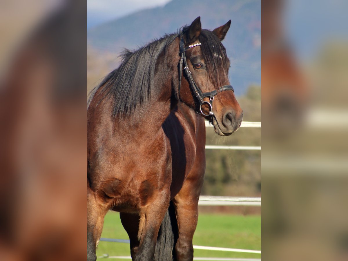 Weitere Ponys/Kleinpferde Stute 12 Jahre 141 cm Brauner in Kirchbichl