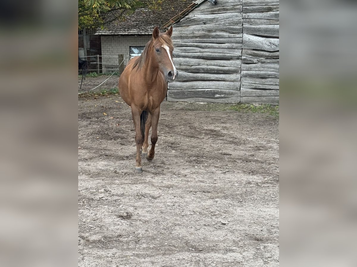 Weitere Ponys/Kleinpferde Stute 12 Jahre 142 cm Fuchs in Barver