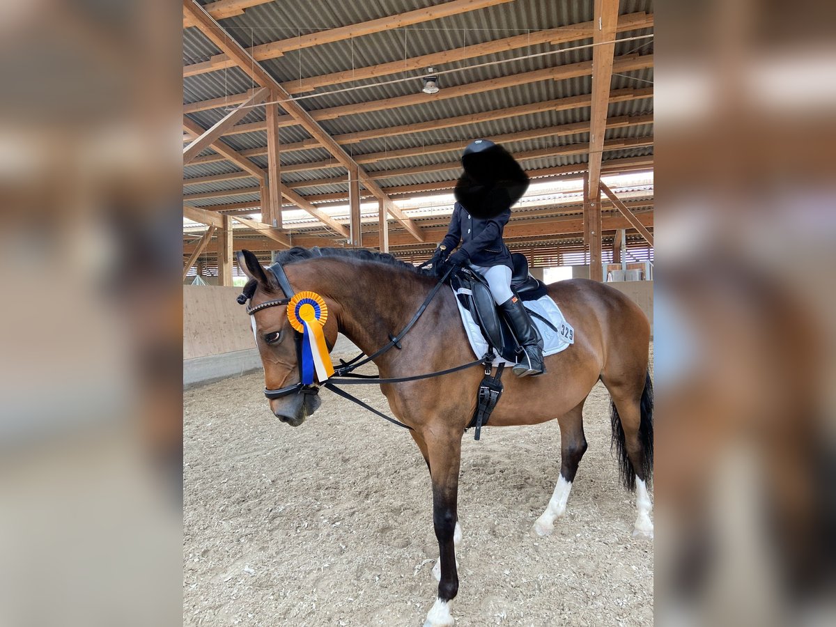 Weitere Ponys/Kleinpferde Stute 12 Jahre 146 cm Brauner in Mehlingen