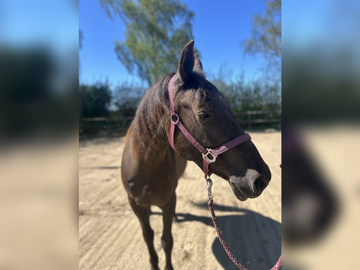 Weitere Ponys/Kleinpferde Stute 12 Jahre 146 cm in Giekau