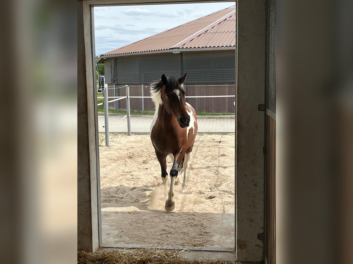 Weitere Ponys/Kleinpferde Mix Stute 12 Jahre 149 cm Schecke in Neukieritzsch